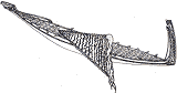 Waka
