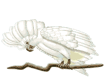oiseau