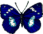 papillon