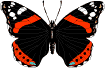 papillon