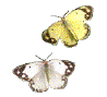 papillons