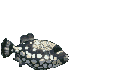 poisson