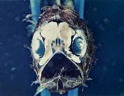 Poisson des abysses