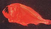 Anoplogaster cornuta