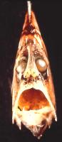 Poisson hachette