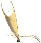 Waka